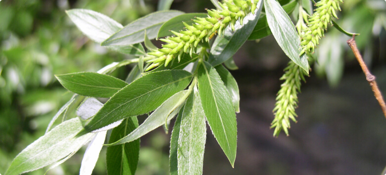 Ива белая - Ива белая в составе Крем Бальзама Dimergy Crimea