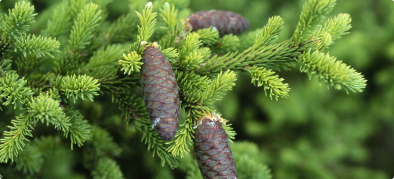 Пихта сибирская - Пихта сибирская в составе Крем Бальзама Dimergy Crimea